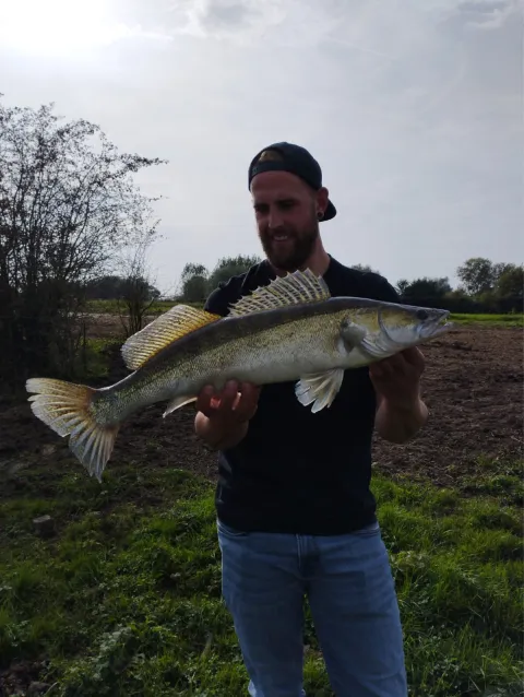 Zander