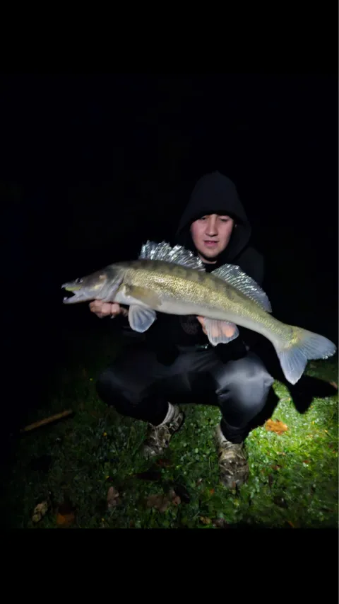 Zander