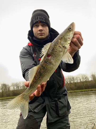 Zander