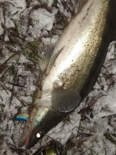 Zander