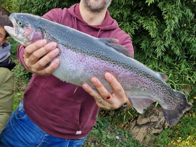 Regenbogenforelle