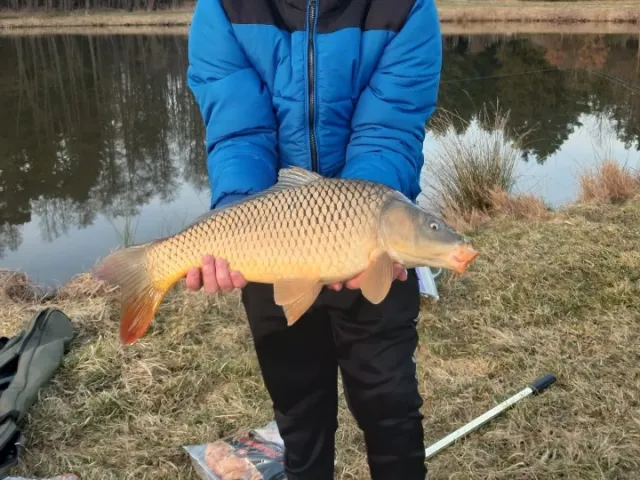 Karpfen