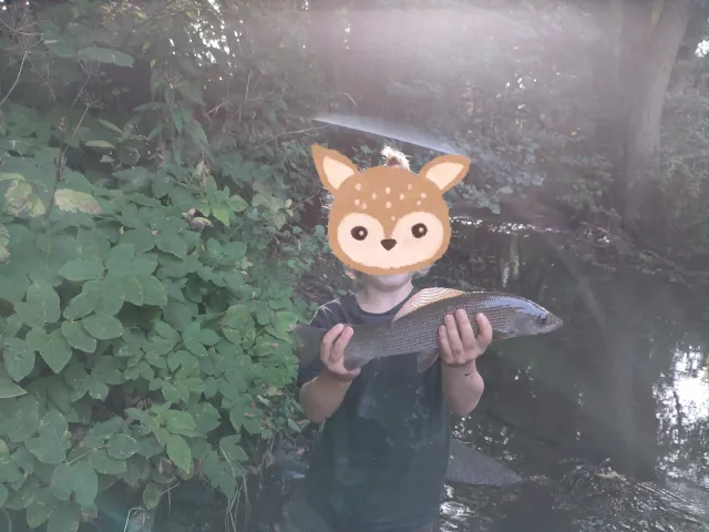 Äsche
