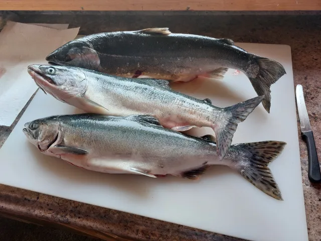 Lachs
