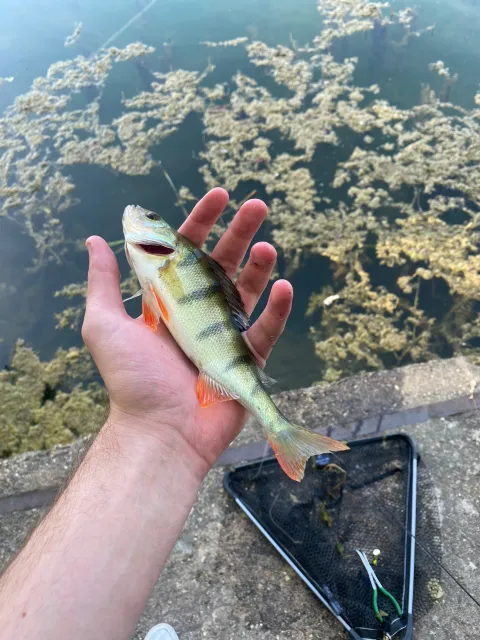 Flussbarsch