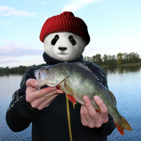 Flussbarsch