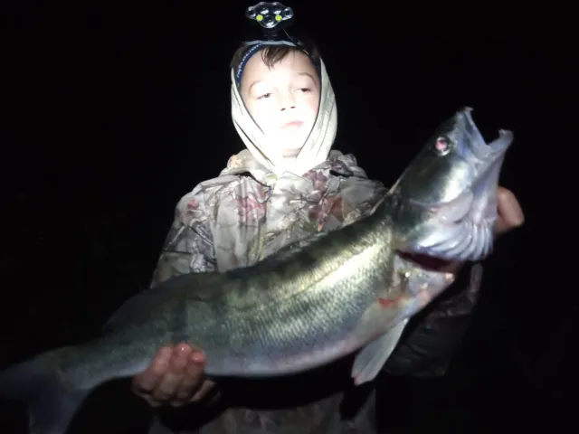 Zander