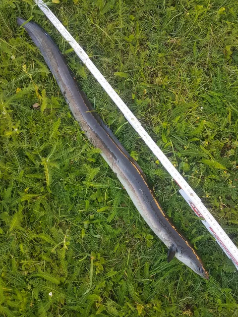 Aal