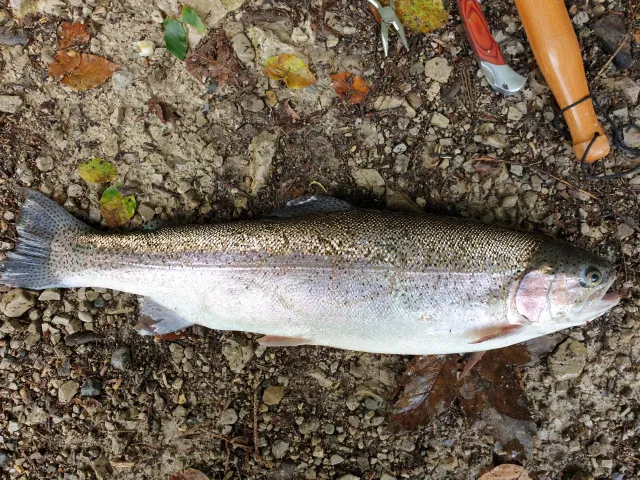 Regenbogenforelle