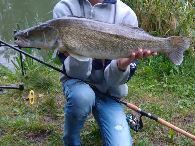 Zander
