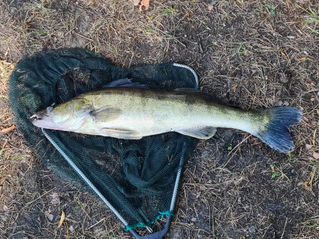 Zander
