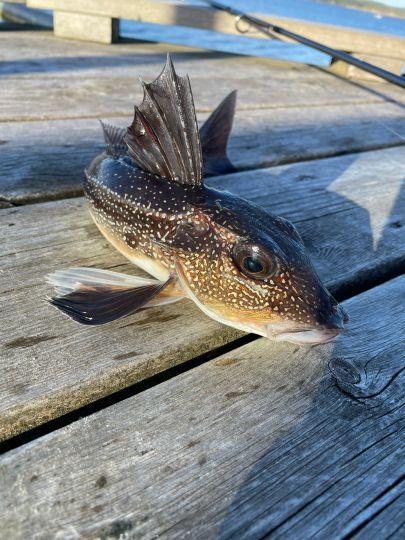Knurrhahn (Grauer)