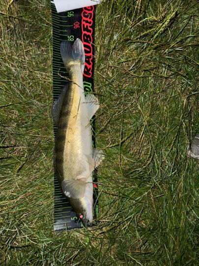Zander-5