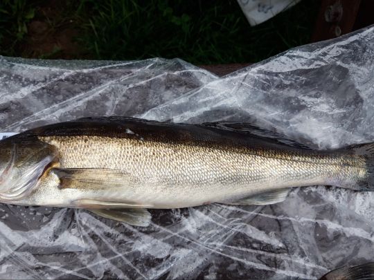 Zander