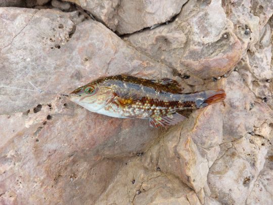 Lippfisch