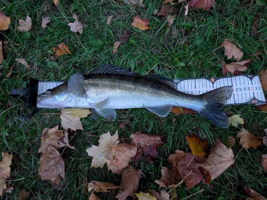 Zander
