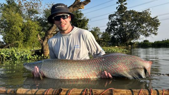 Arapaima