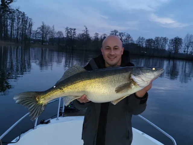 Zander