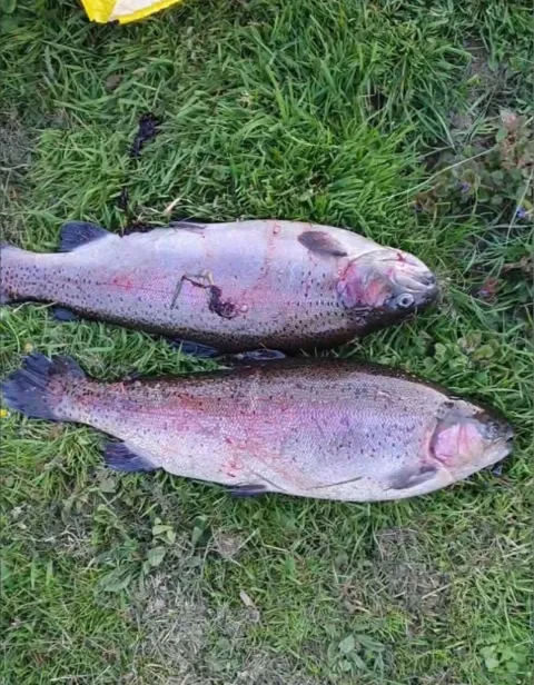 Regenbogenforelle