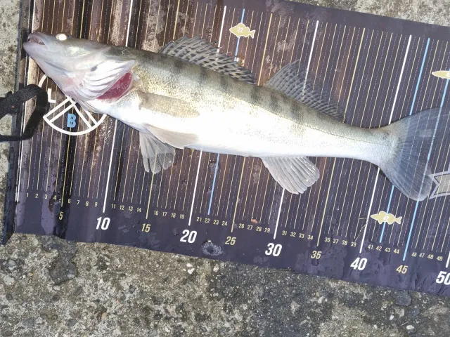 Zander