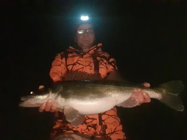 Zander
