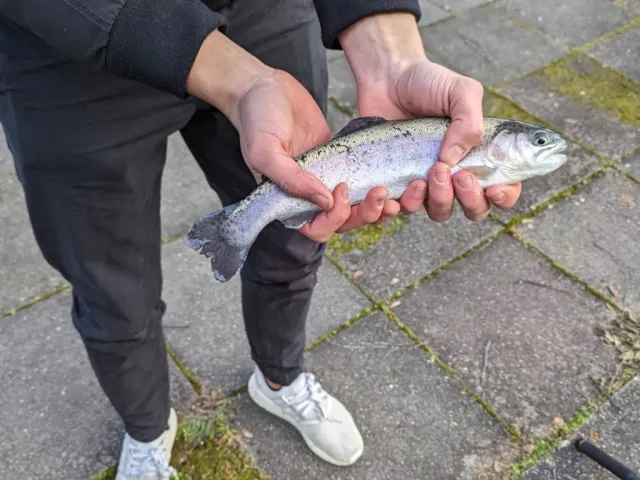 Regenbogenforelle