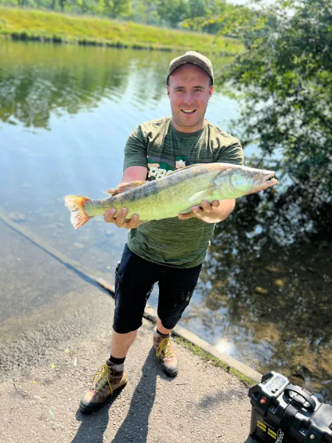 Zander