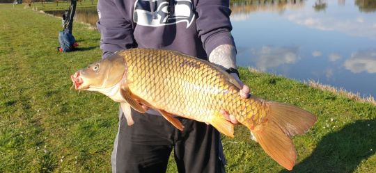 Karpfen