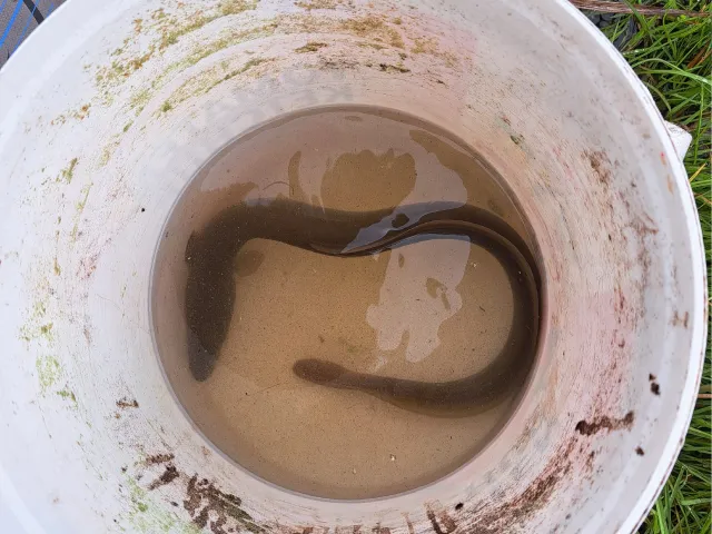 Aal