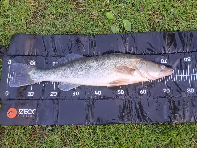 Zander