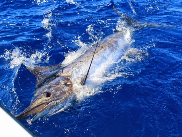 Marlin