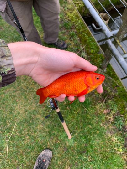 Goldfisch