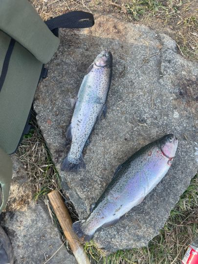 Regenbogenforelle