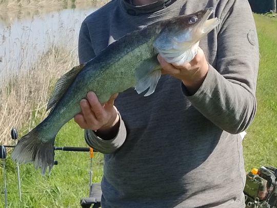 Zander