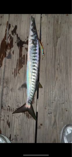 Barrakuda