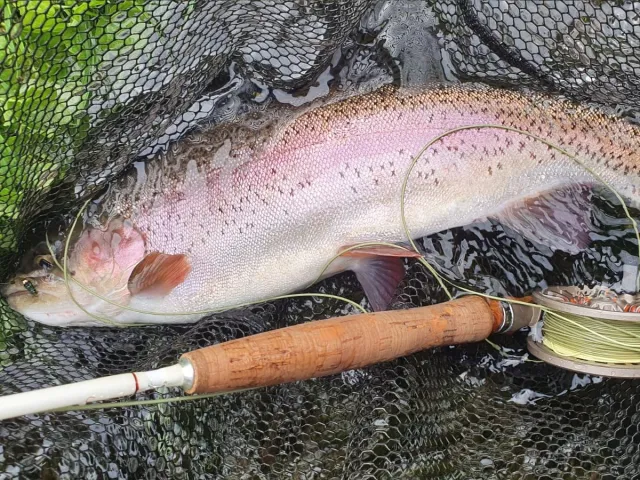 Regenbogenforelle