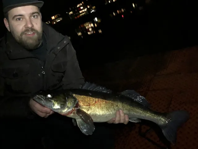 Zander