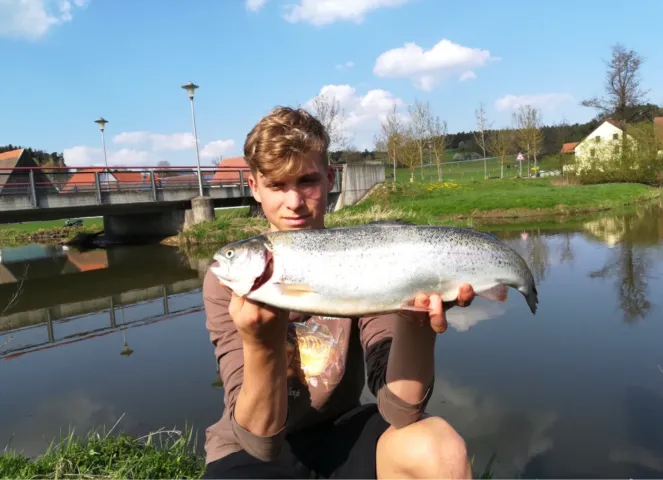 Regenbogenforelle