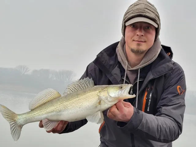 Zander