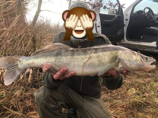 Zander