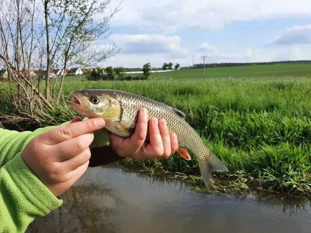 Döbel
