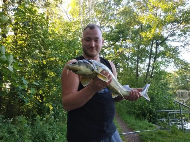 Stör