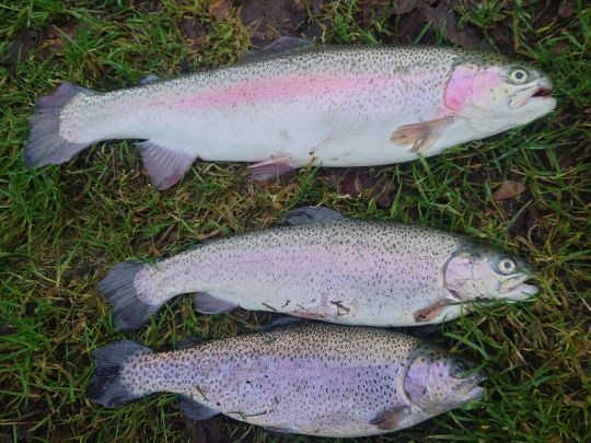 Regenbogenforelle