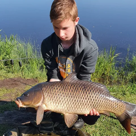Karpfen