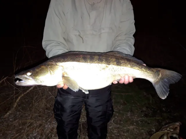 Zander