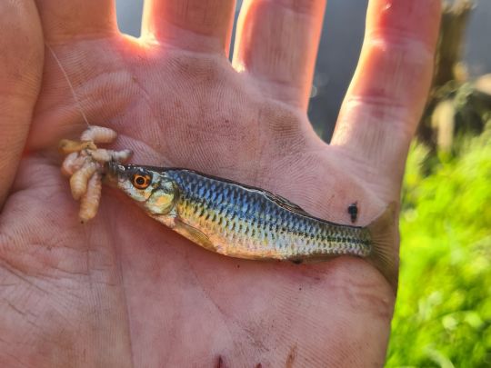 Blaubandbärbling