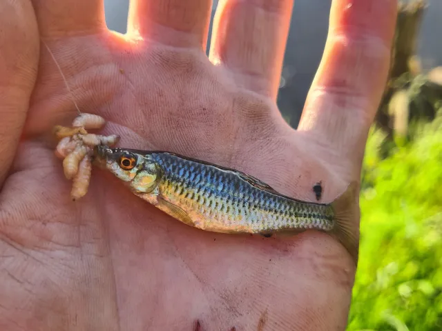 Blaubandbärbling