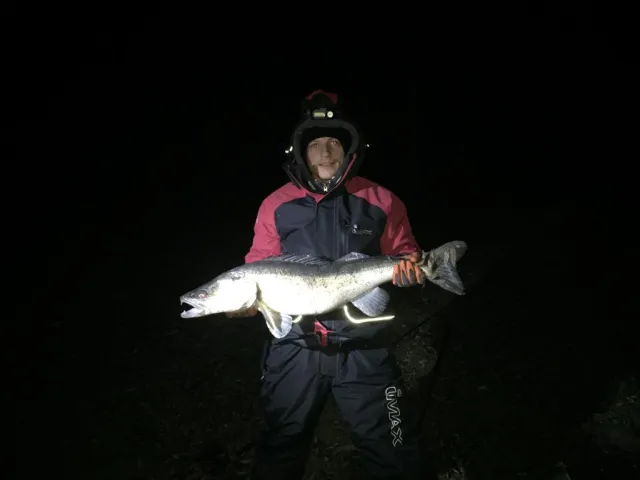 Zander