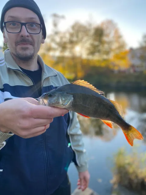 Flussbarsch