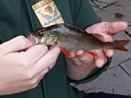Flussbarsch